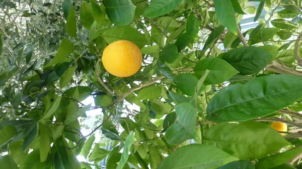 Πλούσια Πράσινα Φύλλωμα Λεμονιάς Ώριμο Λεμόνι — Φωτογραφία Αρχείου