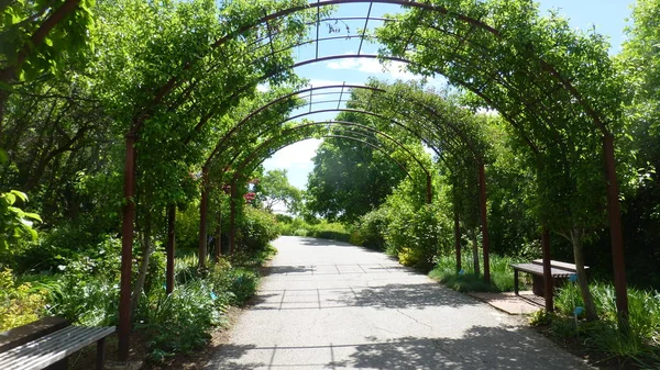 阳光明媚的公园小径 拱门上绿树成荫 — 图库照片