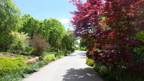 阳光明媚的公园小径与拱门 郁郁葱葱的绿色和红色的树木 — 图库照片