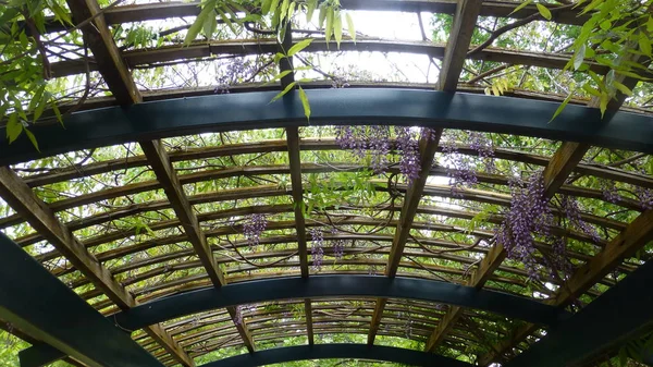 Зеленые Листья Фиолетовые Цветущие Цветы Арочной Конструкции — стоковое фото