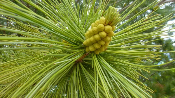 Pine Tree Naalden Met Groene Kegels — Stockfoto