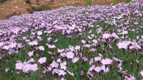 紫色的花朵在绿色的草坪上的砖墙绽放 — 图库照片