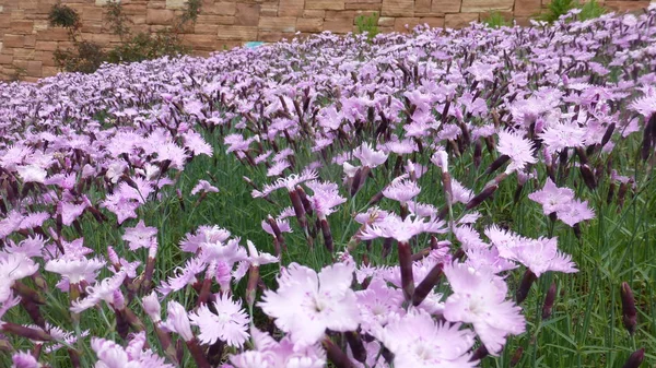 Flores Púrpuras Que Florecen Césped Verde Por Pared Ladrillo — Foto de Stock