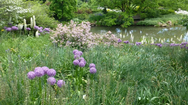 Fioritura Fiori Bianchi Viola Nel Verde Lussureggiante Sul Fiume — Foto Stock