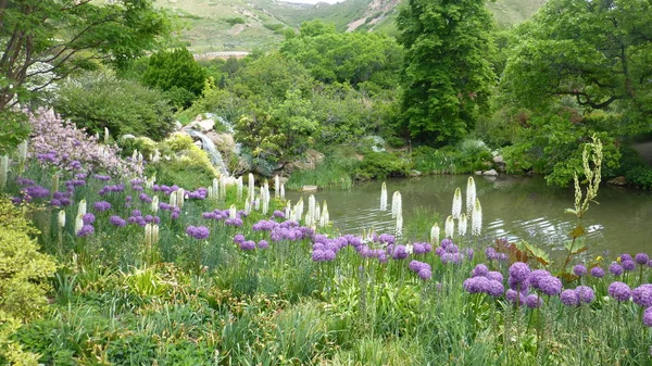 盛开的白色和紫色的花朵在郁郁葱葱的绿色绿叶河 — 图库照片
