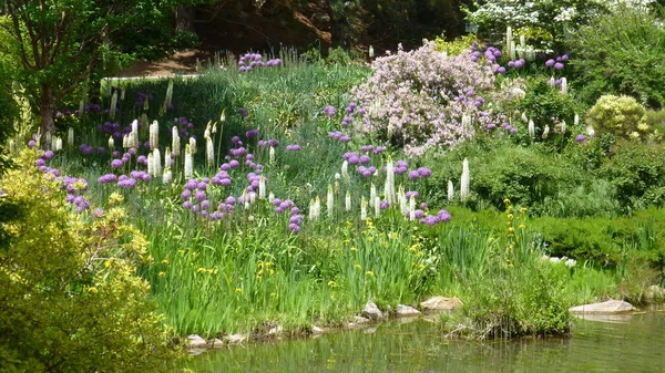 Fioritura Fiori Bianchi Viola Nel Verde Lussureggiante Sul Fiume — Foto Stock