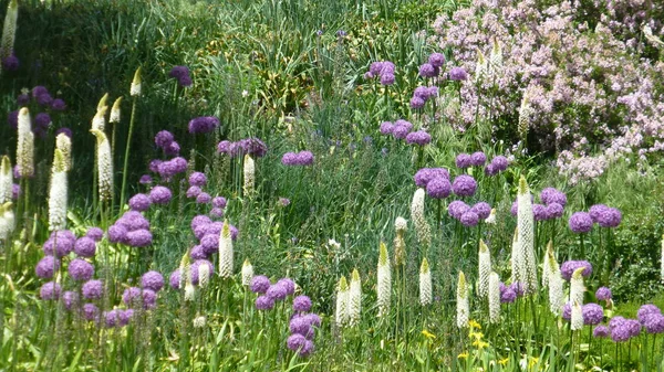 盛开的白色和紫色的花朵在郁郁葱葱的绿色植物 — 图库照片