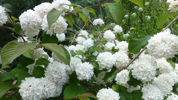 Primer Plano Plano Arbusto Verde Con Flores Blancas — Foto de Stock