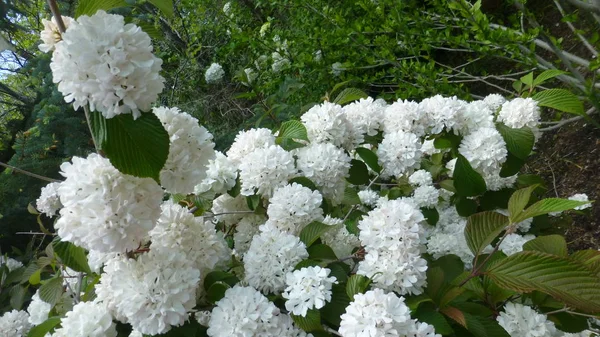 Primer Plano Plano Arbusto Verde Con Flores Blancas — Foto de Stock