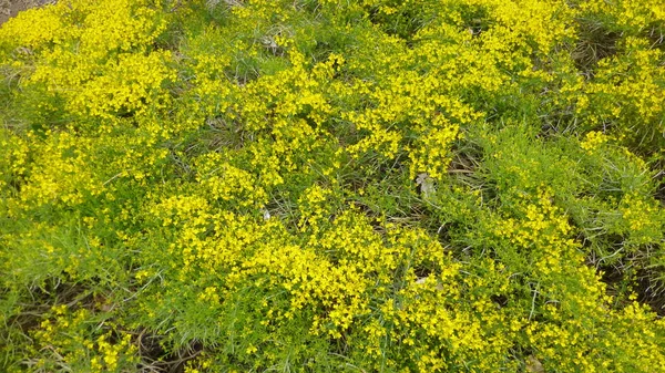 Blooming Small Yellow Flowers Green Bushes — Stock Photo, Image