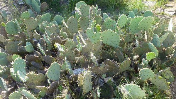 Grandes Plantas Cactus Que Crecen Luz Del Sol — Foto de Stock