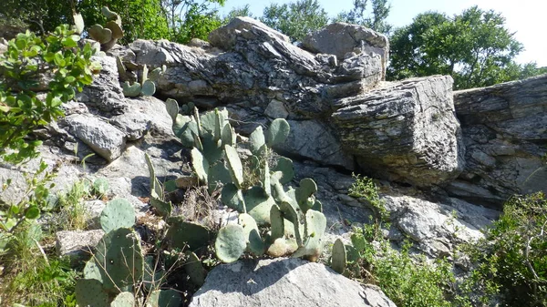 greenery and cacti plants on rocks in bright sunlight