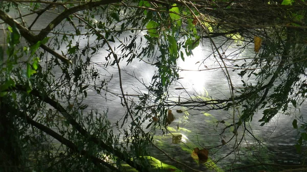Yeşillik ve ağaçları ile şaşırtıcı doğa manzara