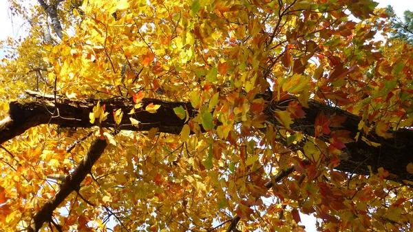 Rami Albero Con Fogliame Giallo Autunnale — Foto Stock