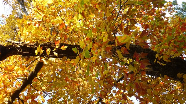 Rami Albero Con Fogliame Giallo Autunnale — Foto Stock