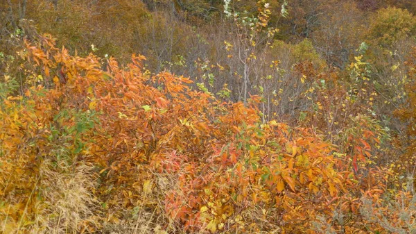 Wunderschöne Naturlandschaft Mit Viel Grün Und Bäumen — Stockfoto