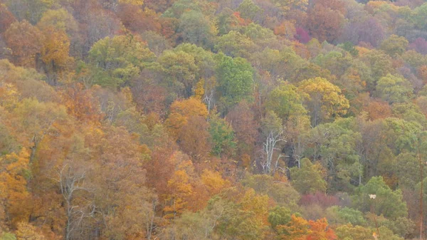 Wunderschöne Naturlandschaft Mit Viel Grün Und Bäumen — Stockfoto
