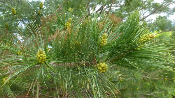 Pine Tree Nålar Med Gröna Koner Stockfoto