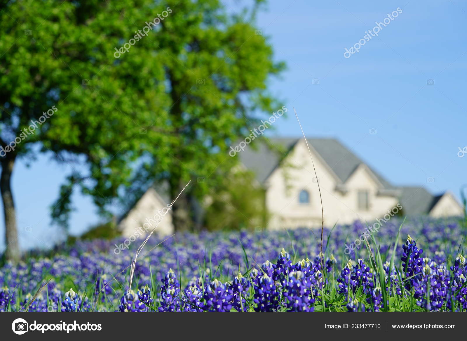 Large Country Home Field Wildflowers Ennis Texas Stock Photo