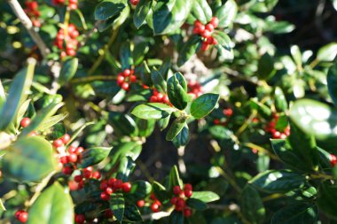 güneş ışıklı bush kırmızı meyveler ile kadeh yukarıya kapatmak