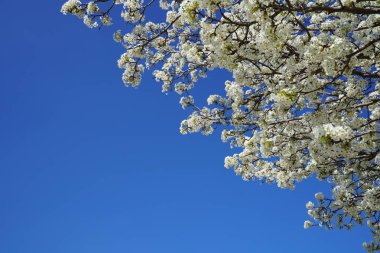 Armut ağaç dalları mavi gökyüzü karşı çiçekli