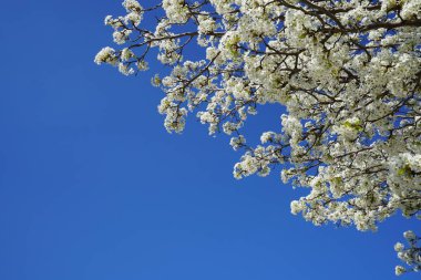 Armut ağaç dalları mavi gökyüzü karşı çiçekli