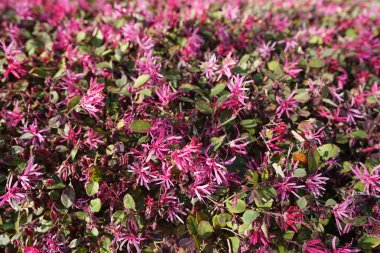 parlak güneş ışığında açan pembe çiçekler