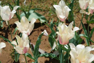 Bahar süre boyunca hafif pembe lale görünümünü kapat