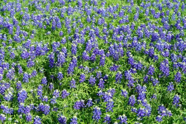 Bahar süre boyunca Texas Bluebonnet kır çiçekleri görünümünü kapat 