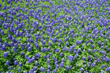 Bahar süre boyunca Texas Bluebonnet kır çiçekleri görünümünü kapat 