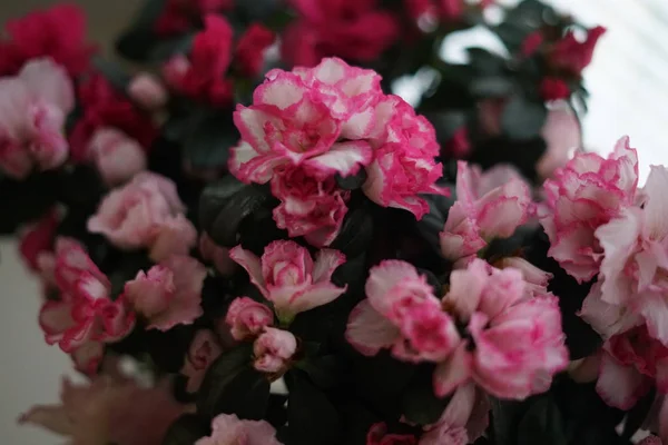 Pembe Çiçek Buketi Yakın Çekim — Stok fotoğraf