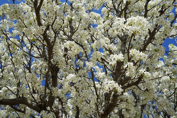 Pera Fiore Nel Periodo Primaverile — Foto Stock