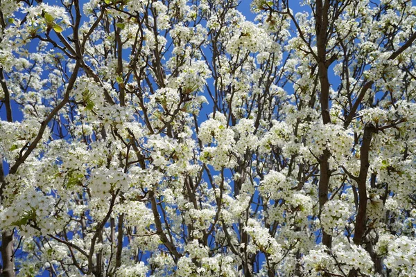 開花ナシの木春の時 — ストック写真