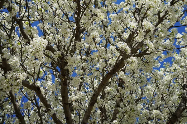 Bahar Süre Çiçekli Armut Ağacında — Stok fotoğraf