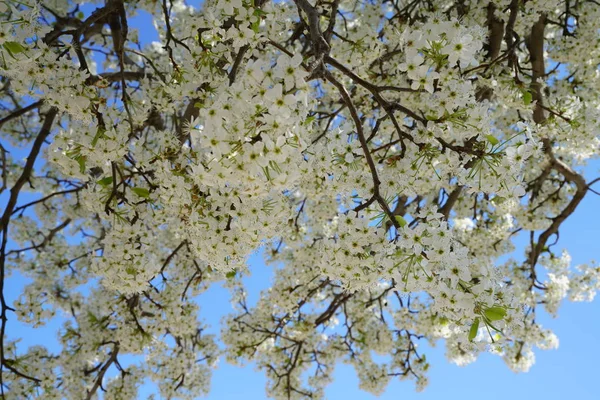 Peral Floreciente Primavera — Foto de Stock