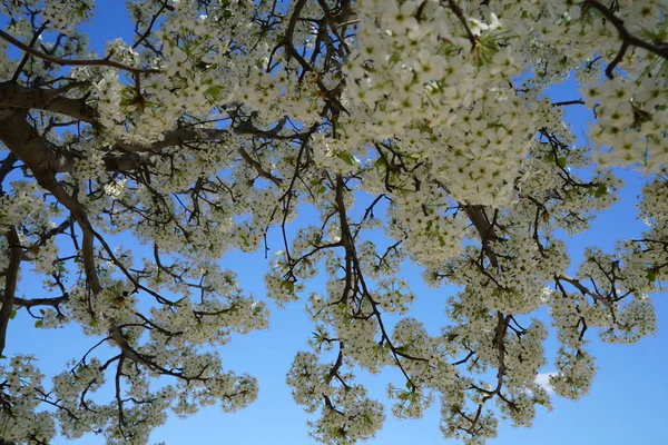 開花ナシの木春の時 — ストック写真