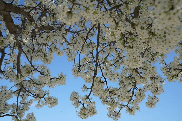 青い空を背景ナシの木の枝に開花 — ストック写真