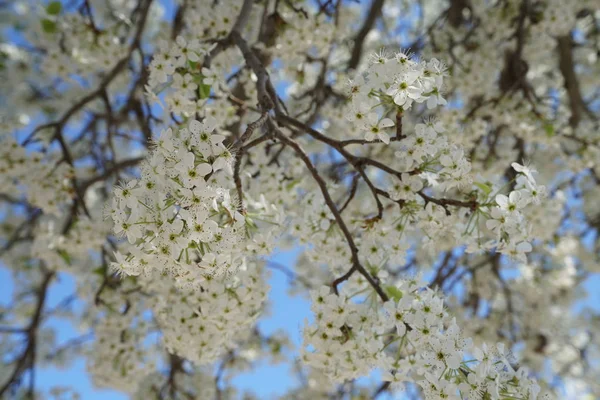 開花ナシの木春の時 — ストック写真