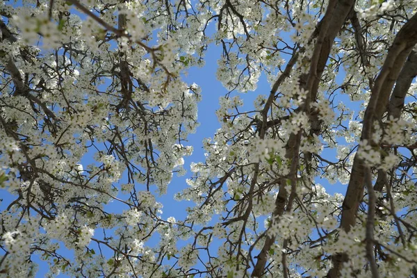 Peral Floreciente Primavera — Foto de Stock