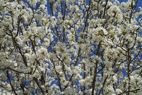 Bahar Süre Çiçekli Armut Ağacında — Stok fotoğraf