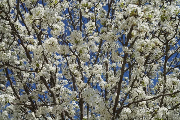Bahar Süre Çiçekli Armut Ağacında — Stok fotoğraf