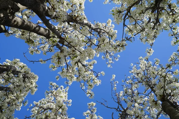 青い空を背景ナシの木の枝に開花 — ストック写真