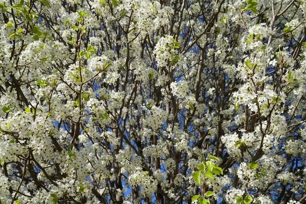 Pera Fiore Nel Periodo Primaverile — Foto Stock