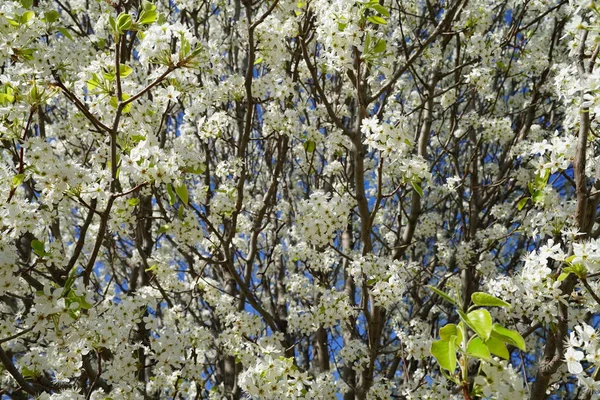 Pera Fiore Nel Periodo Primaverile — Foto Stock