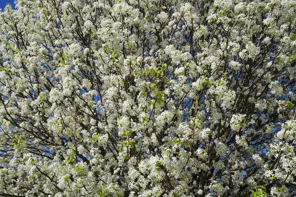 春天开花的梨树 — 图库照片