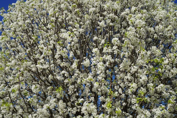 Pera Fiore Nel Periodo Primaverile — Foto Stock