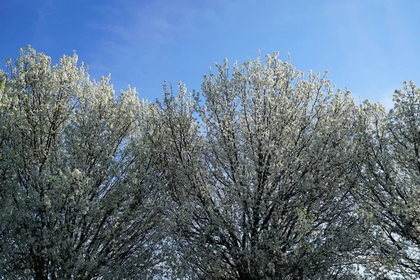 開花ナシの木と青い空 — ストック写真
