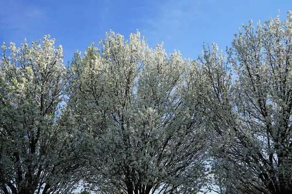 Flowering Pear Trees Blue Sky — Stock Photo, Image