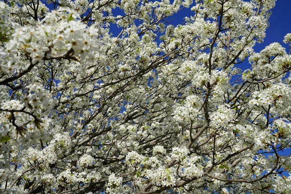 開花ナシの木春の時 — ストック写真