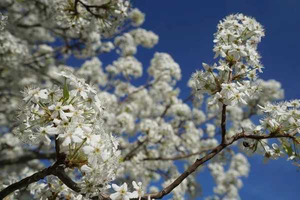 開花ナシの木の枝青い空を背景のクローズ アップ — ストック写真